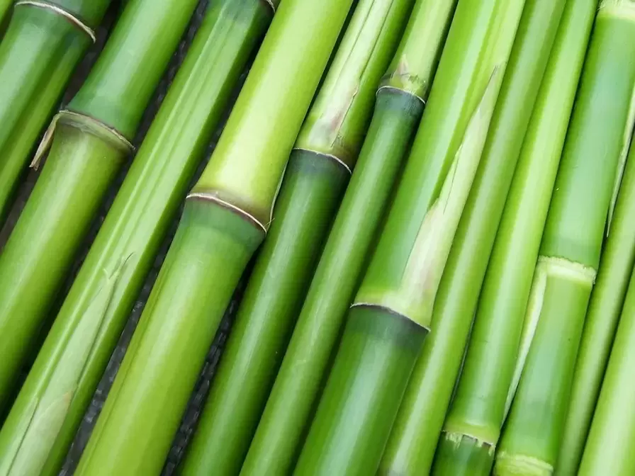amulett a szerencséhez-bambusz